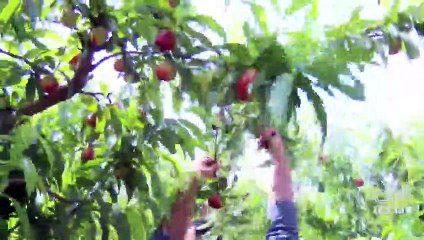 Nektarin için hasat vakti