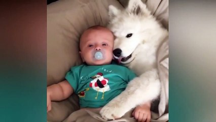 Baby and Dog Funny Video Compilation - Baby and Dogs Compilation #1 _ CutiePie Gags