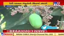 Gujarat_ Farmers expect fair price of mango crops this year _ TV9News