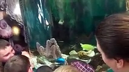 Cute animals filmed having real HUMAN-like IQ