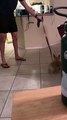 Corgi Helps to Clean the Floors