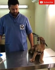 Caracal Devi pense parfois qu'elle est un dragon. Caracal Devi sometimes thinks she's a dragon