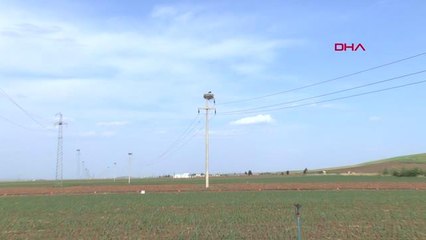 KURAKLIK LEYLEKLERİ DE ETKİLEDİ; YAVRU SAYILARINDA BEKLENİLEN ORANA ULAŞILMAMA TEHLİKESİ BAŞLADI