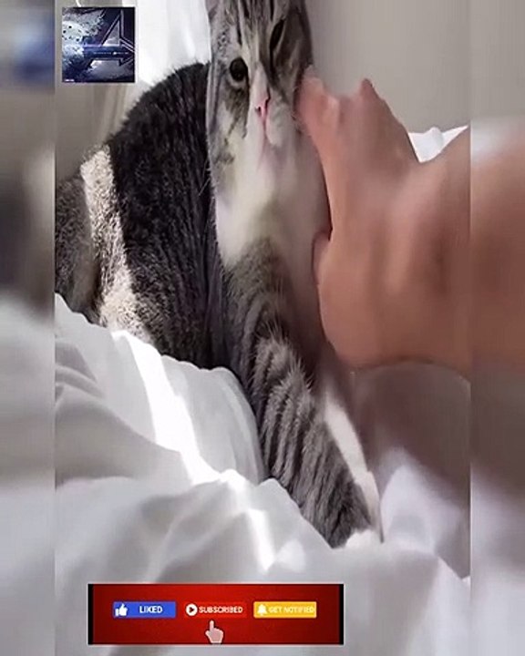 ソファーに干からびたおもちが干されてました…w