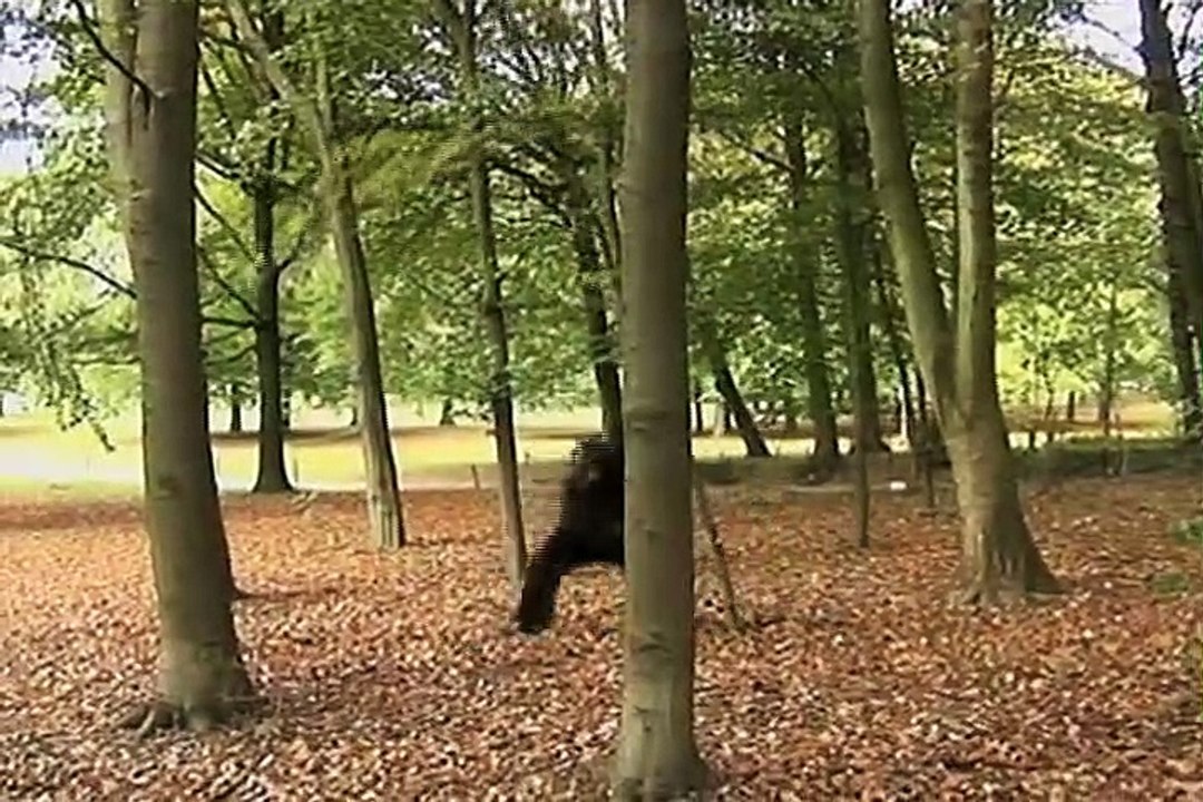 Gorilla in the park comedy