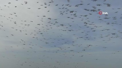 Ak pelikanların gökyüzünde mest eden dansı
