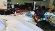 Dogs And Cats Are Best Friends  Cute Dog & Cat Doing Funny Things Together