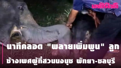 นาทีคลอด "พลายเพิ่มพูน" ลูก ช้างเพศผู้ที่สวนนงนุช พัทยา-ชลบุรี | Dailynews