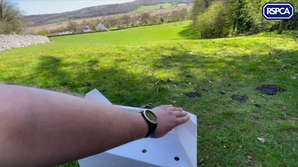 Video captures moment a rehabilitated buzzard is returned to the wild by RSPCA