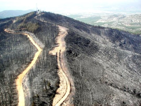 İzmir ve Manisa'da küle dönen ormanlık alanlar artık yemyeşil