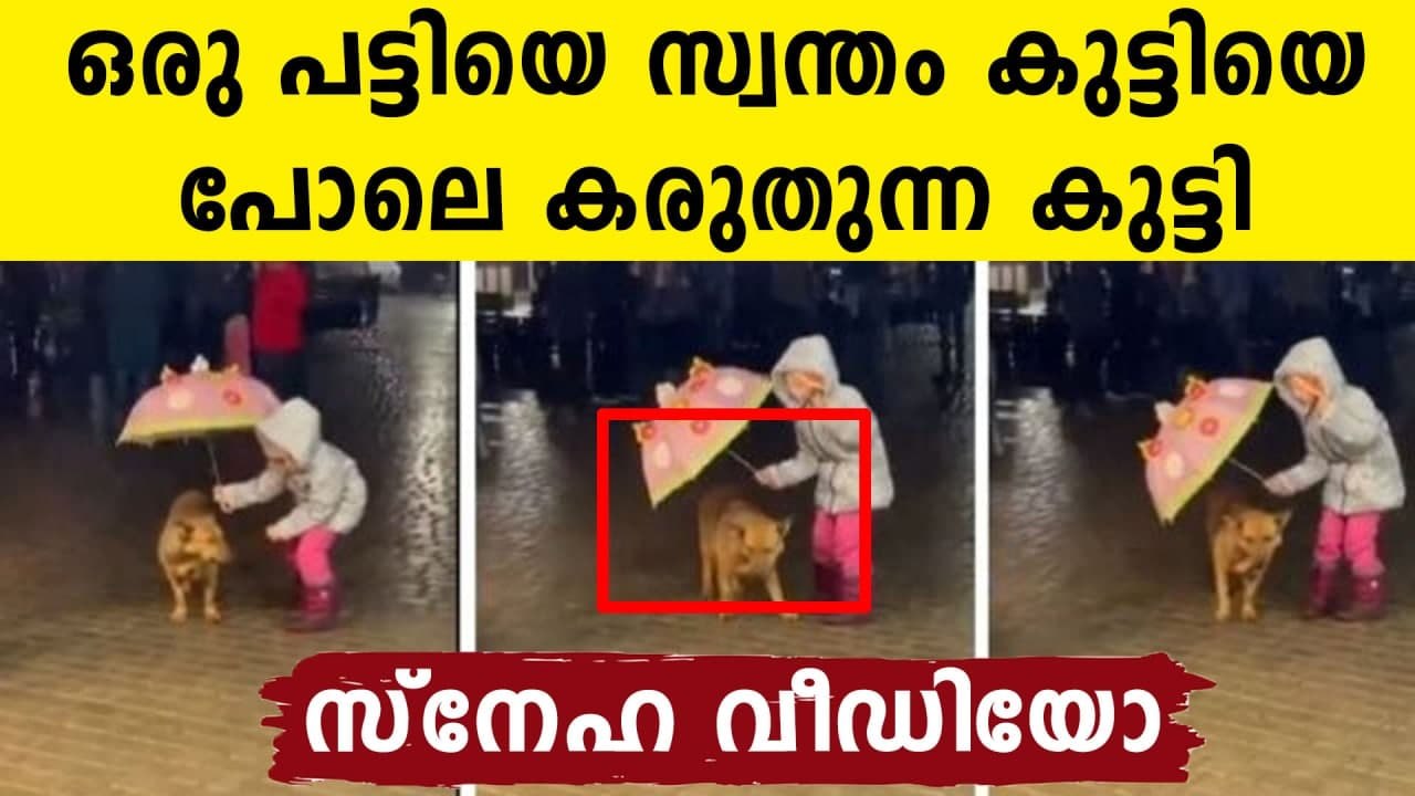 viral video of a little girl protects a dog in rain with her umberlla