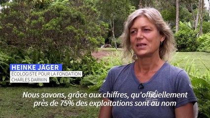 Galapagos: les femmes, force invisible des champs et de l'océan