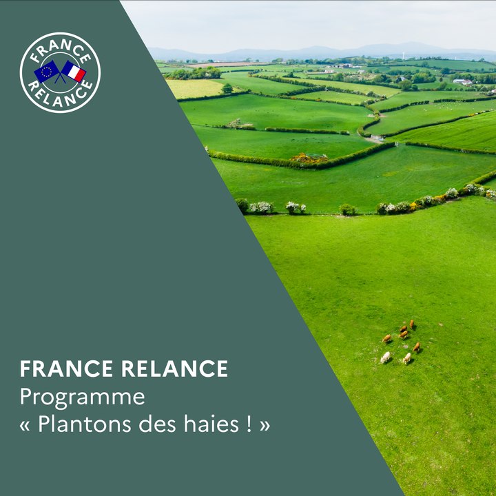 Plantons des haies !