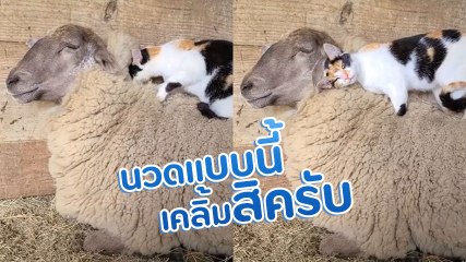 แกะขี้เซางีบหลับสบายใจเฉิบ เพราะมีเจ้าเหมียวนวดให้.. แหม เคลิ้มเชียว