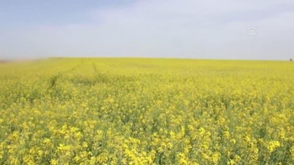 Bilinçsiz ilaçlama nedeniyle 750 kovandaki binlerce arı telef oldu