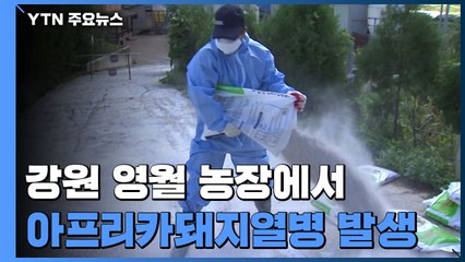 강원 영월 농장에서 아프리카돼지열병 발생...농장 내 확진 7개월만 / YTN