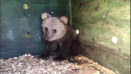 Ayı yavrusu "Pamuk" koruma altına alındı