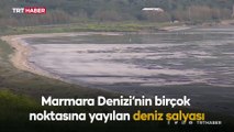 Deniz salyası tehdidi büyüyor