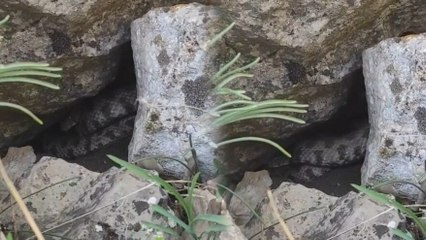 Dev yılanı gören köylüler paniğe kapıldı