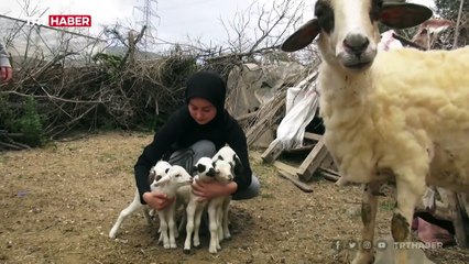 Bir batında yediz doğuran koyunun kuzuları biberonla besleniyor