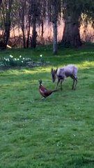 Roe Buck Chases Pheasant around Back Yard