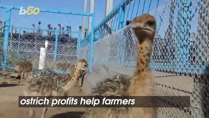 Mongolian Ostrich Farms See Rise in Income Thanks to the Birds!