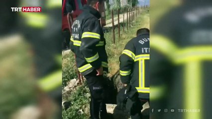 Logara düşen tilki yavrularını itfaiye kurtardı