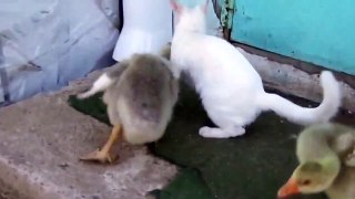 You Can Laugh - Duck and Cat play together