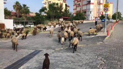 Turizm kentinin sokakları koyunlara kaldı...Yaylaya çıkma izni olmayınca koyunlarını turizmin göbeğinde otlattı