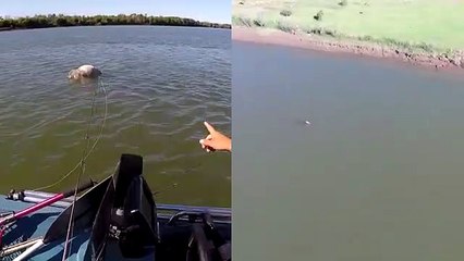 Avladığı koca inekle gezintiye çıkan timsah!