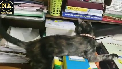 How to pet your cat।।আপনার বিড়ালকে কিভাবে পোষ মানাবেন??বিড়াল পোষ মানানোর সহজ উপায়।।Newzaround BD