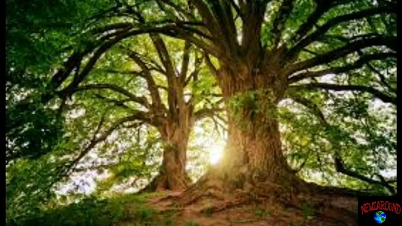 Trees can also talk।।গাছেরাও কথা বলতে পারে।। গাছ কিভাবে কথা বলে জানুন।। Newzaround BD