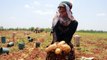 Adana'da tarım işçileri erkenci patates hasadı yapıyor