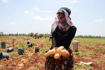 Adana'da tarım işçileri erkenci patates hasadı yapıyor