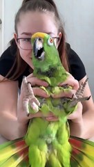 Parrot Is Super Excited to Play