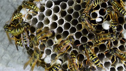 Wasps, huh, what are they good for?