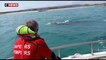 Une baleine grise égarée aperçue pour la première fois en France