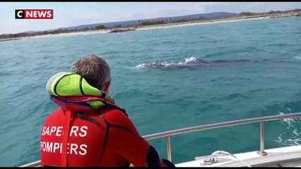 Une baleine grise égarée aperçue pour la première fois en France