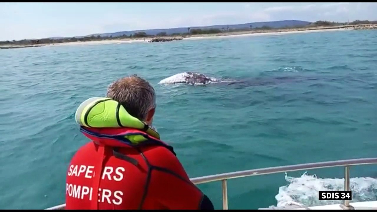 Une baleine grise égarée observée pour la première fois en Méditerranée française