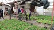 Çubuk Belediye Başkanı Demirbaş, sebze fidesi ve çiçek üreticilerini ziyaret etti