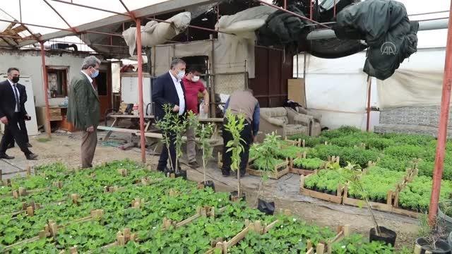 Çubuk Belediye Başkanı Demirbaş, sebze fidesi ve çiçek üreticilerini ziyaret etti