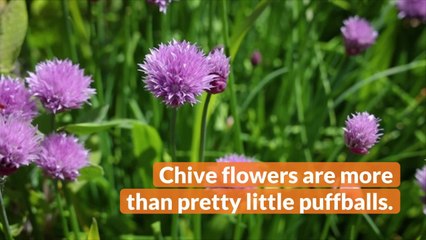 How to Use Chive Blossoms to Brighten up Summer Dishes