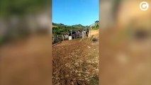 Bandidos invadem fazenda, fazem reféns e matam animais em Cariacica