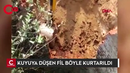 Hindistan'da 10 metrelik kuyuya düşen fil böyle kurtarıldı