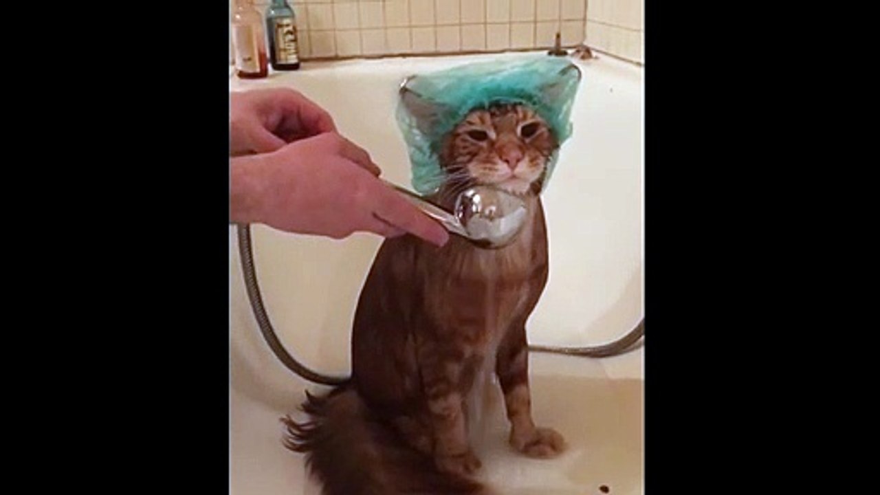 VideoBathing the cat. Perfect calmness))