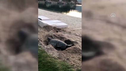 Caretta carettanın yumurtlama anı