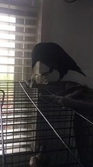 Poe the Crow Pecks Open Piñata