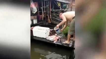 Vahşi piranaları bakın nasıl avladı!