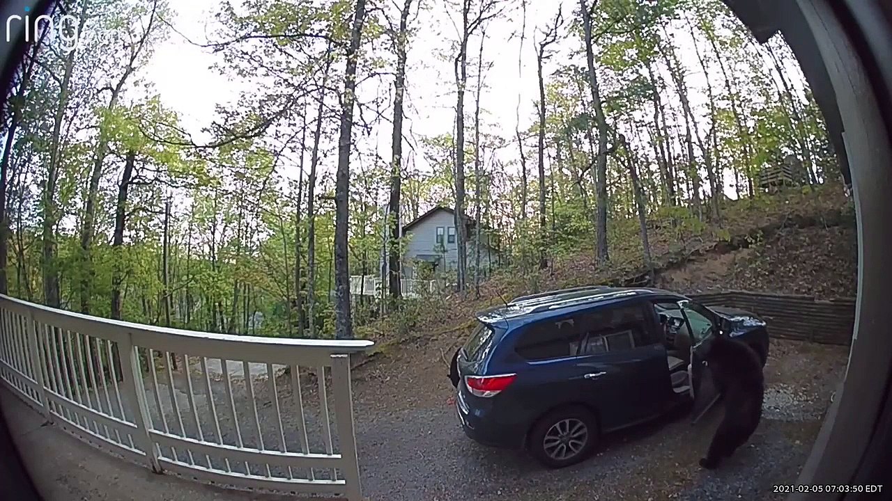 Two Bears Raid Car for the Snacks