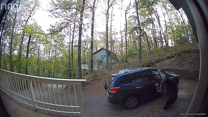 Two Bears Raid Car for the Snacks
